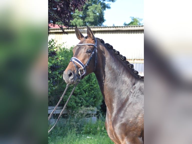 Hannover Giumenta 3 Anni 168 cm Baio in Nienhagen