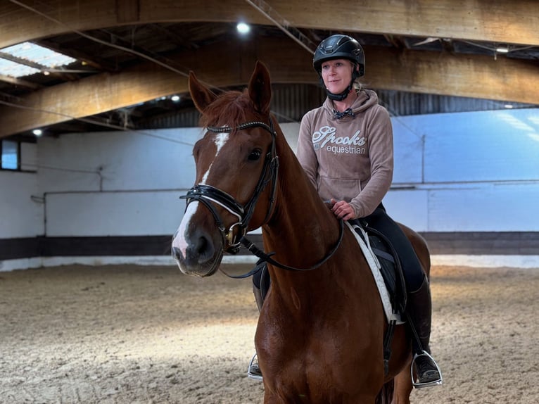 Hannover Giumenta 3 Anni 168 cm Baio scuro in Verden (Aller)