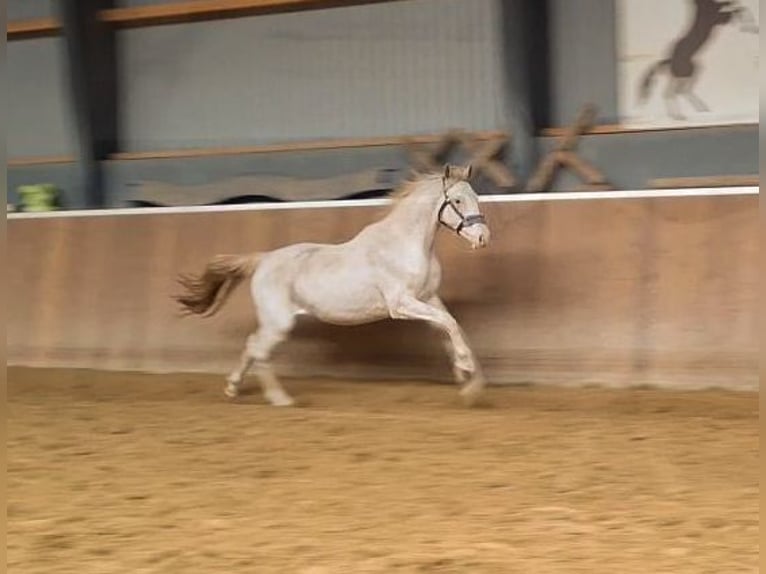 Hannover Giumenta 3 Anni 168 cm in Hamersen