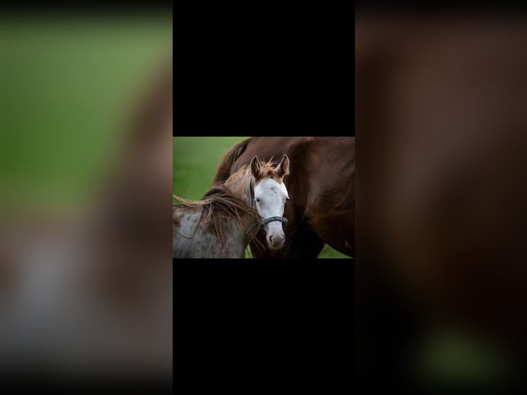 Hannover Giumenta 3 Anni 168 cm in Hamersen