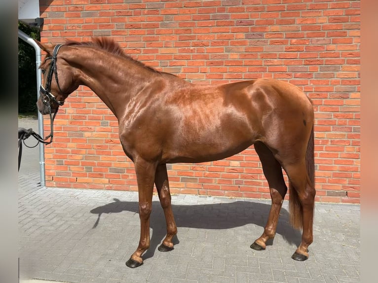 Hannover Giumenta 3 Anni 168 cm Sauro in Hamburg Osdorf