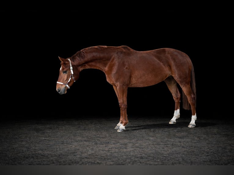 Hannover Giumenta 3 Anni 168 cm Sauro in Melle