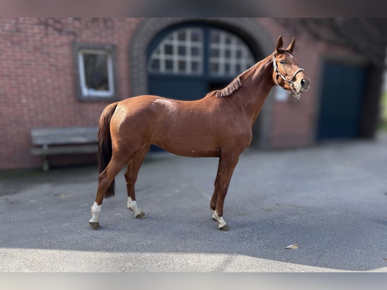 Hannover Giumenta 3 Anni 168 cm Sauro in Melle