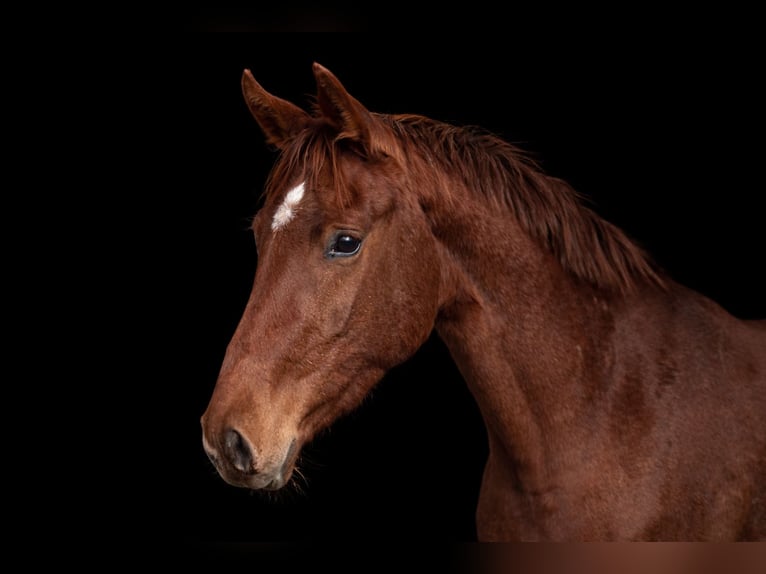 Hannover Giumenta 3 Anni 168 cm Sauro in Melle