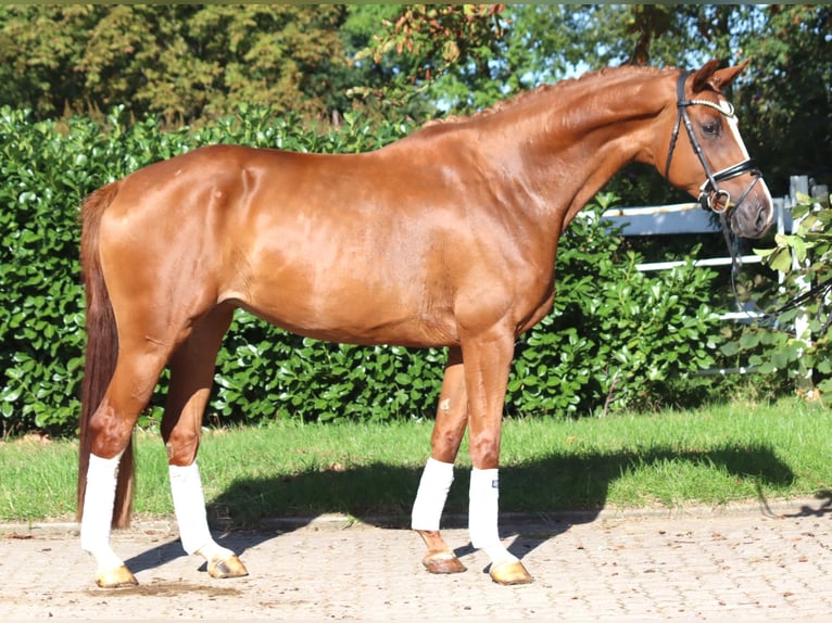 Hannover Giumenta 3 Anni 168 cm Sauro in Selsingen