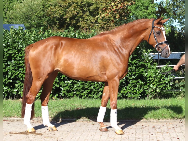 Hannover Giumenta 3 Anni 168 cm Sauro in Selsingen