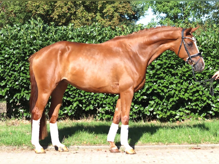 Hannover Giumenta 3 Anni 168 cm Sauro in Selsingen