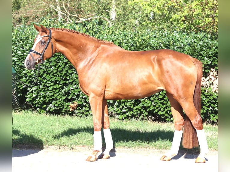 Hannover Giumenta 3 Anni 168 cm Sauro in Selsingen