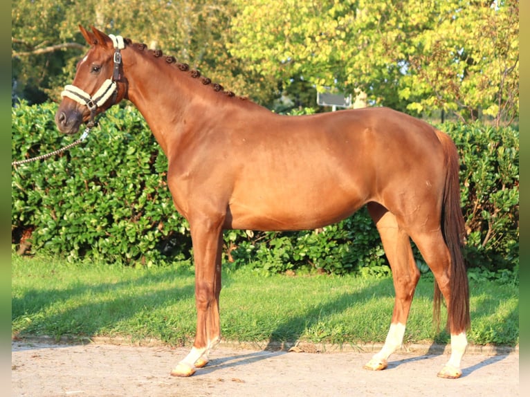 Hannover Giumenta 3 Anni 168 cm Sauro in Selsingen