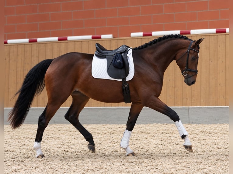 Hannover Giumenta 3 Anni 169 cm Baio in Gifhorn