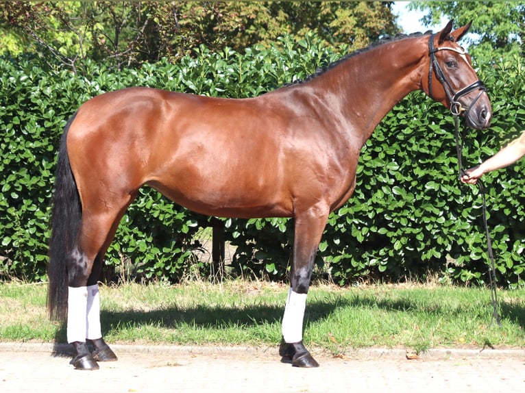 Hannover Giumenta 3 Anni 169 cm Baio in Selsingen