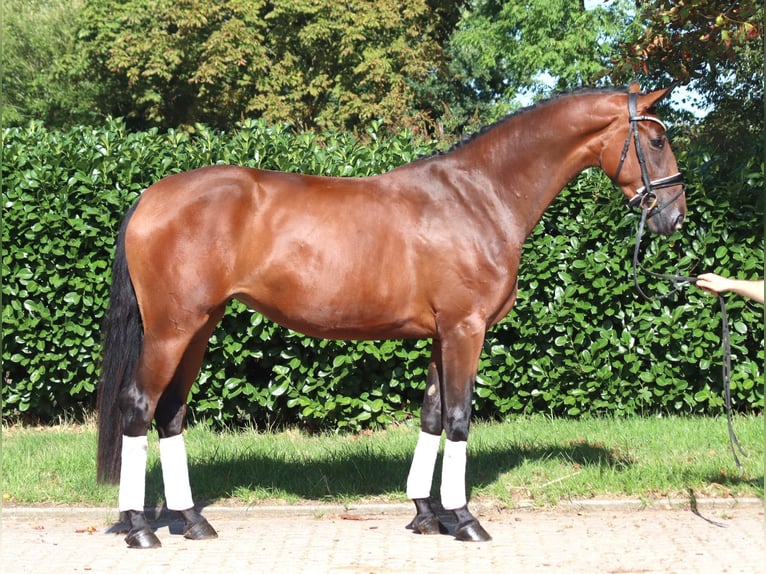 Hannover Giumenta 3 Anni 169 cm Baio in Selsingen