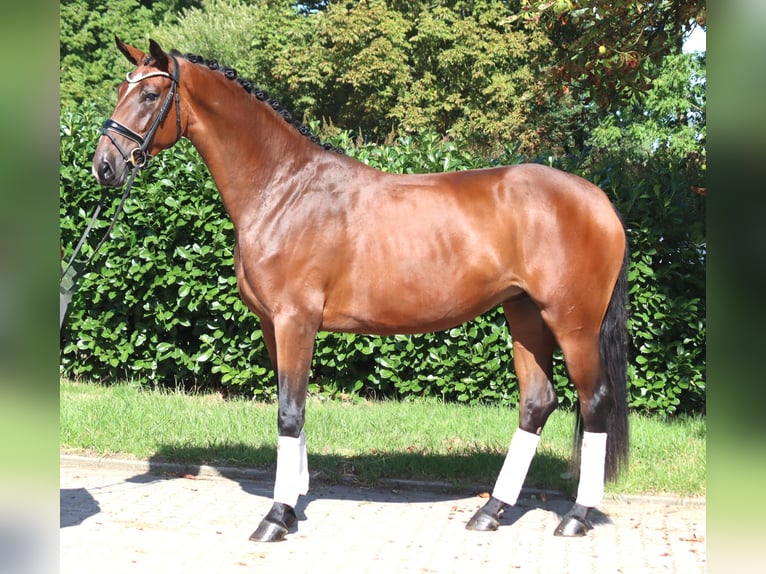 Hannover Giumenta 3 Anni 169 cm Baio in Selsingen