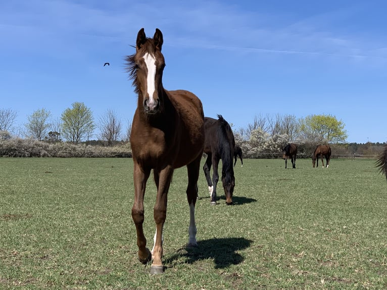 Hannover Giumenta 3 Anni 169 cm Morello in Löwenberger Land