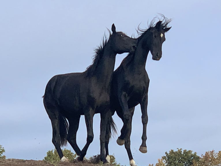 Hannover Giumenta 3 Anni 169 cm Morello in Löwenberger Land