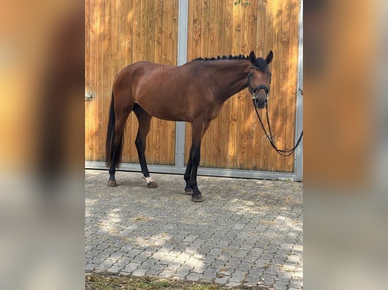 Hannover Giumenta 3 Anni 170 cm Baio in Bad Karlshafen