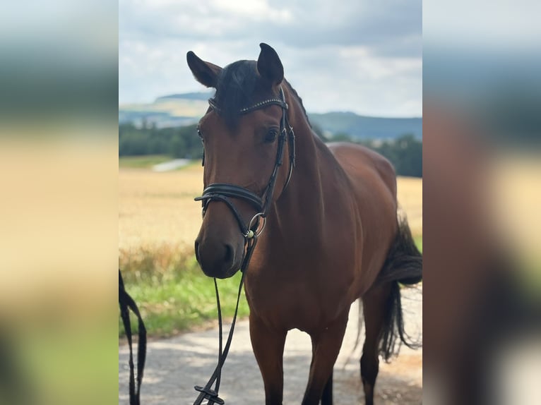 Hannover Giumenta 3 Anni 170 cm Baio in Bad Karlshafen