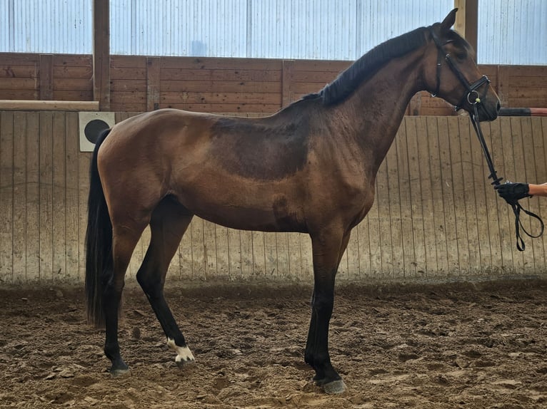 Hannover Giumenta 3 Anni 170 cm Baio in Bad Karlshafen