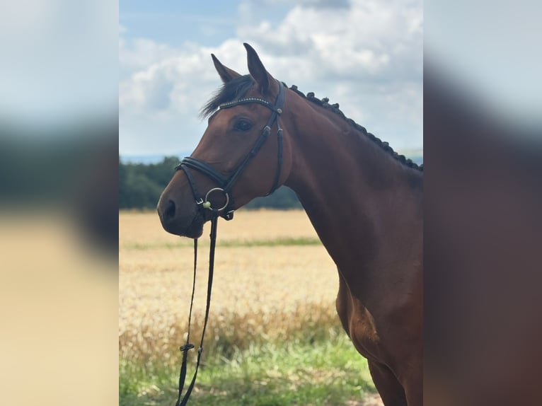 Hannover Giumenta 3 Anni 170 cm Baio in Bad Karlshafen