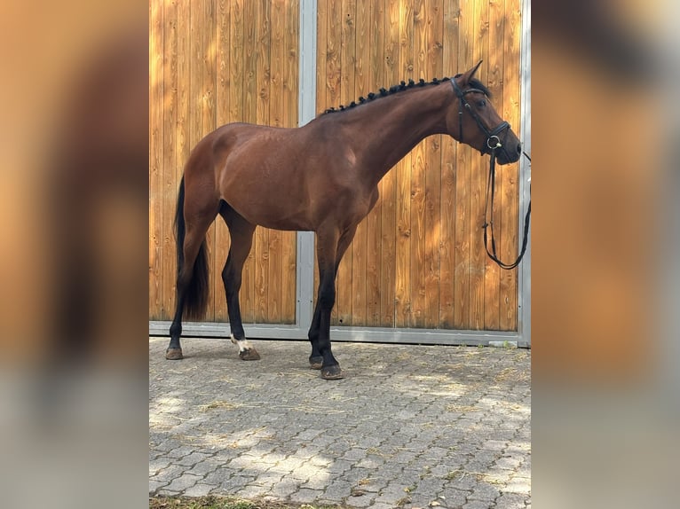 Hannover Giumenta 3 Anni 170 cm Baio in Bad Karlshafen
