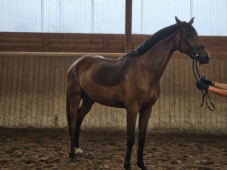 Hannover Giumenta 3 Anni 170 cm Baio in Bad Karlshafen