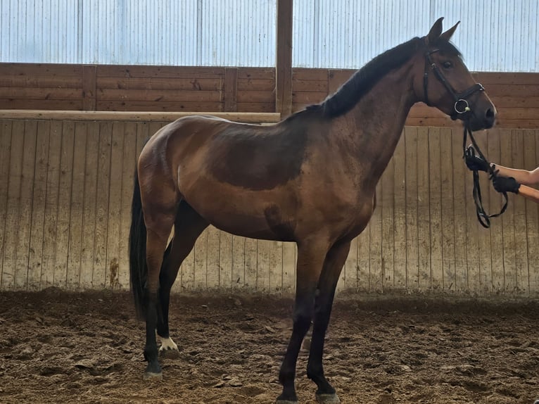 Hannover Giumenta 3 Anni 170 cm Baio in Bad Karlshafen