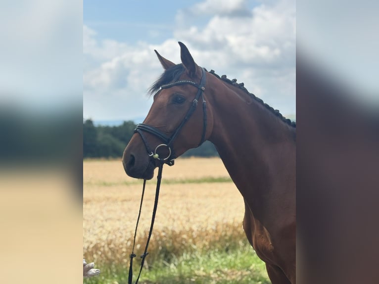 Hannover Giumenta 3 Anni 170 cm Baio in Bad Karlshafen
