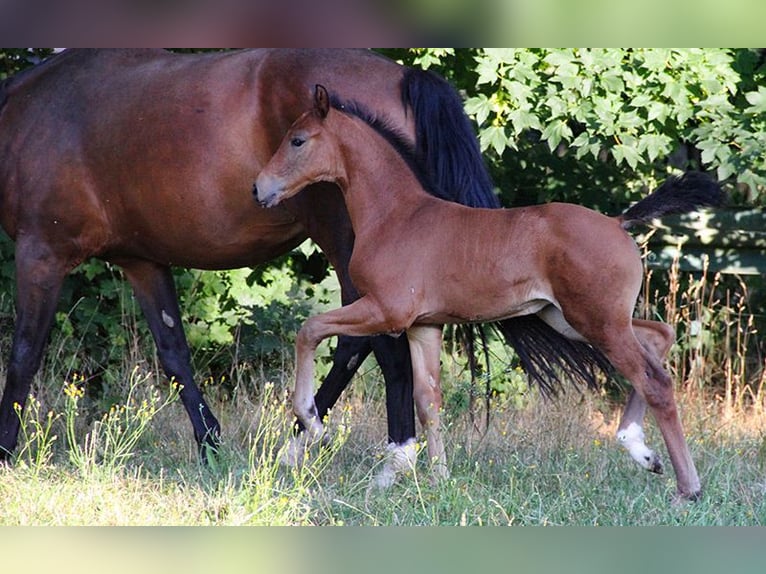 Hannover Giumenta 3 Anni 170 cm Baio in Neu-Eichenberg