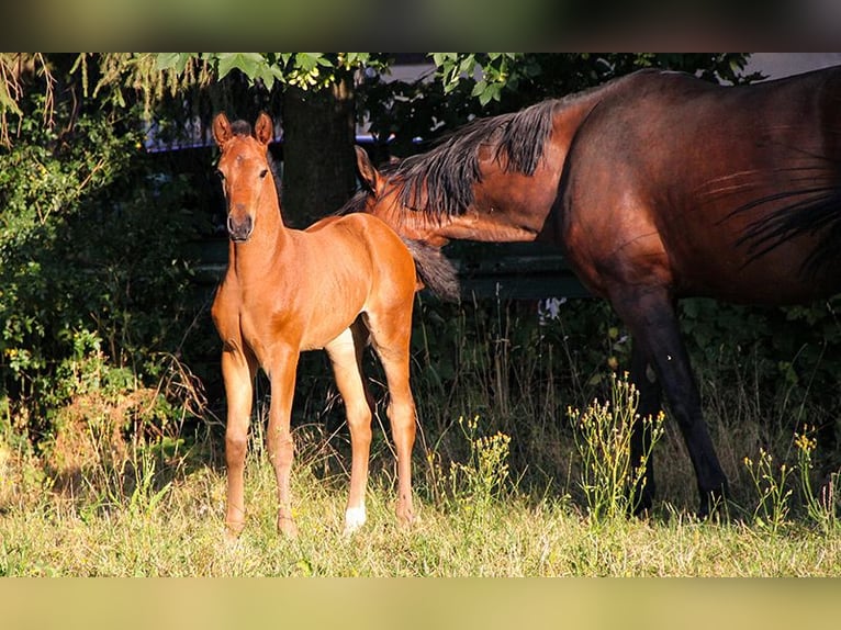 Hannover Giumenta 3 Anni 170 cm Baio in Neu-Eichenberg