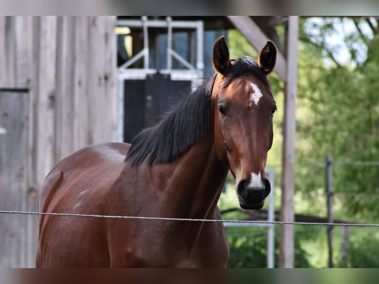Hannover Giumenta 3 Anni 170 cm Baio in Oberkrämer