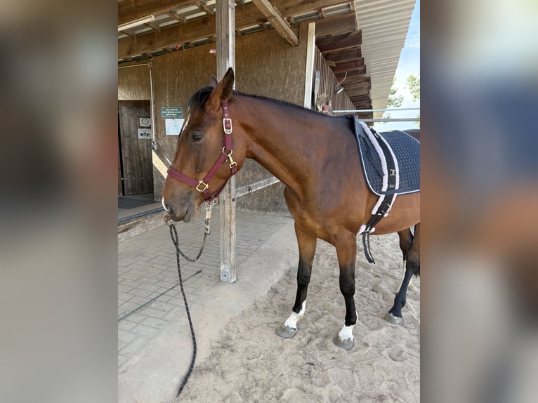 Hannover Giumenta 3 Anni 170 cm Baio in Oberkrämer