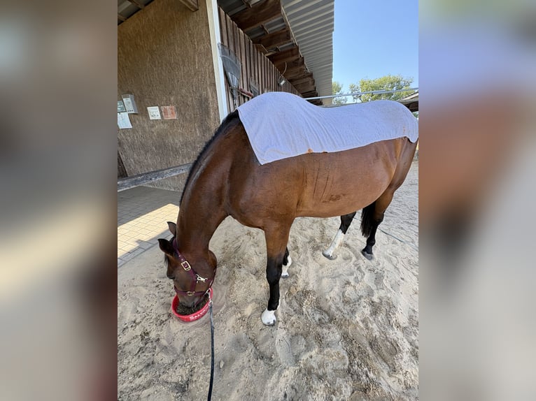 Hannover Giumenta 3 Anni 170 cm Baio in Oberkrämer