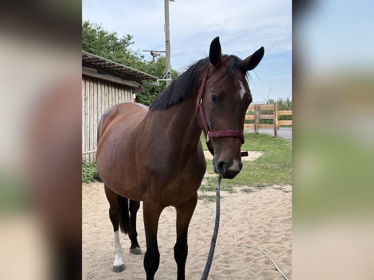 Hannover Giumenta 3 Anni 170 cm Baio in Oberkrämer
