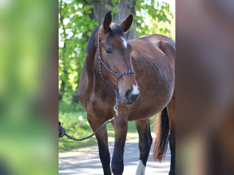 Hannover Giumenta 3 Anni 170 cm Baio in Oberkrämer