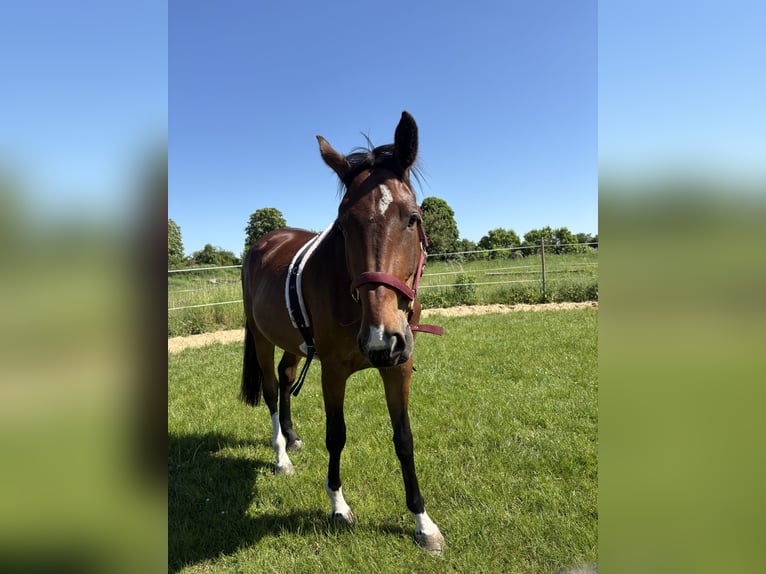 Hannover Giumenta 3 Anni 170 cm Baio in Oberkrämer