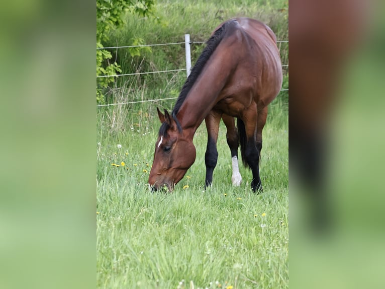 Hannover Giumenta 3 Anni 170 cm Baio in Oberkrämer