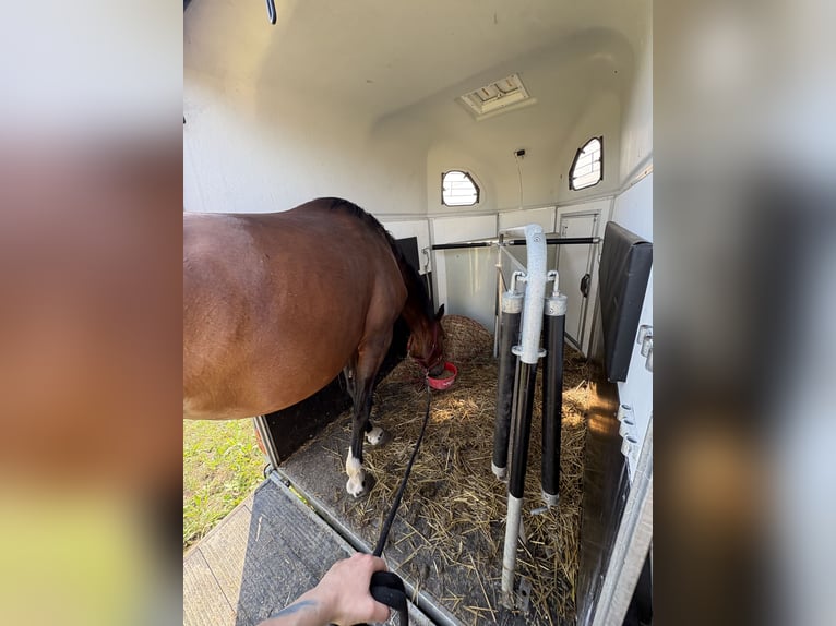 Hannover Giumenta 3 Anni 170 cm Baio in Oberkrämer
