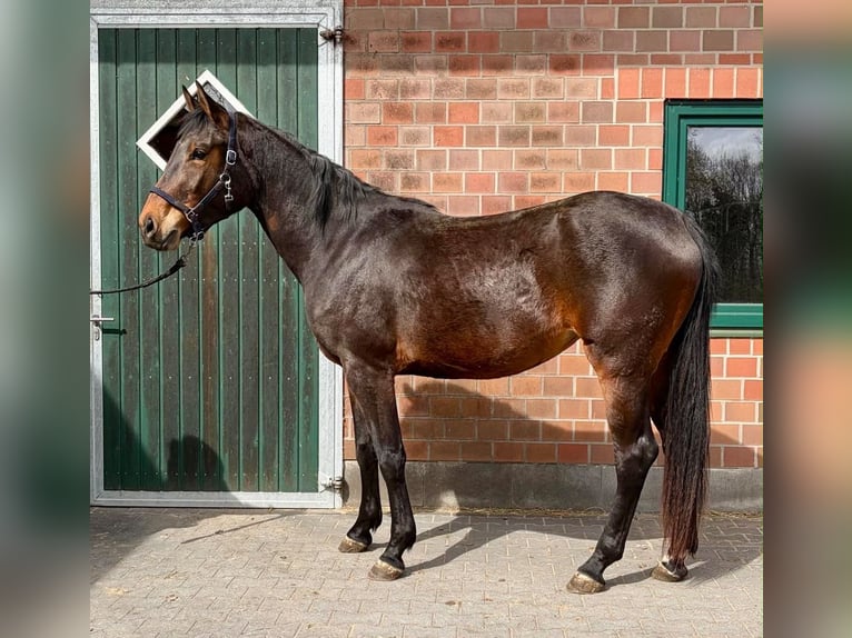 Hannover Giumenta 3 Anni 170 cm Baio in Holtland
