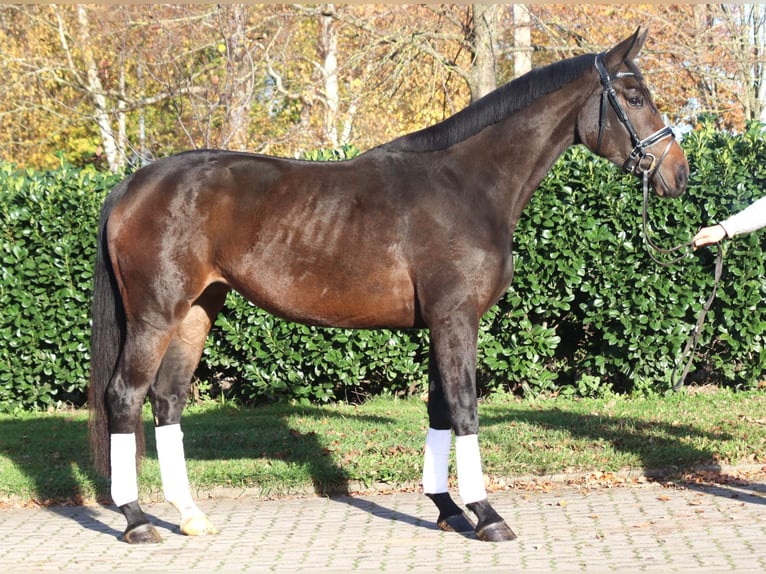 Hannover Giumenta 3 Anni 170 cm Baio nero in Selsingen