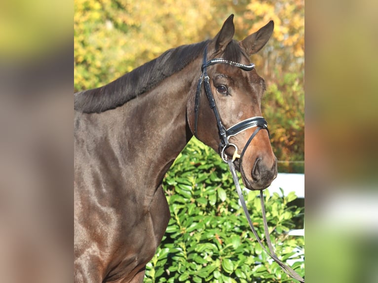 Hannover Giumenta 3 Anni 170 cm Baio nero in Selsingen