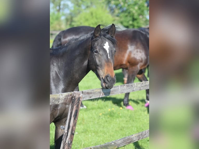 Hannover Giumenta 3 Anni 170 cm Baio scuro in Hellschen-Heringsand-Unterschaar