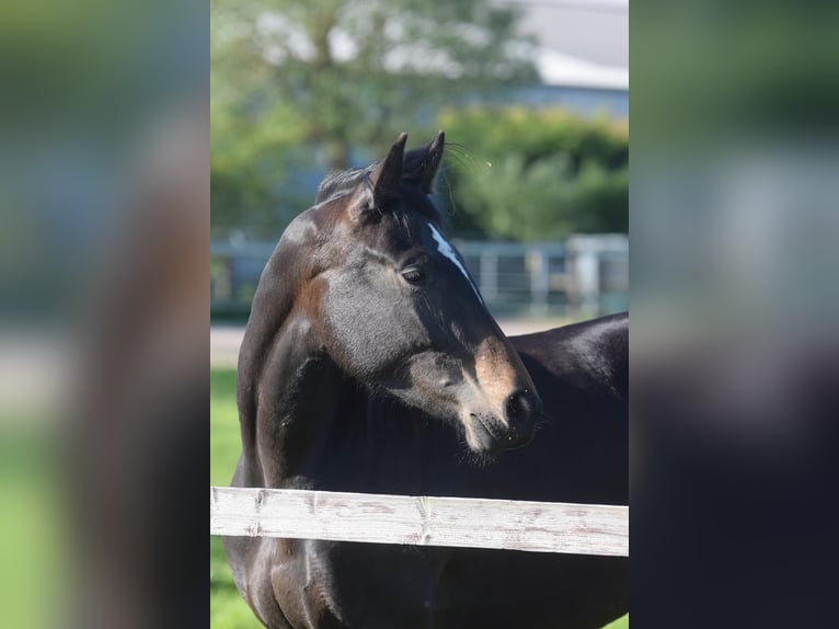 Hannover Giumenta 3 Anni 170 cm Baio scuro in Hellschen-Heringsand-Unterschaar