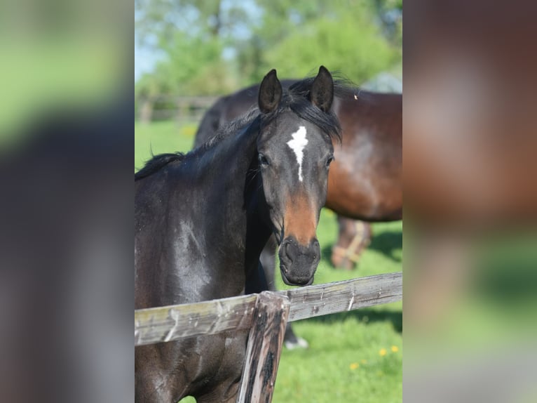 Hannover Giumenta 3 Anni 170 cm Baio scuro in Hellschen-Heringsand-Unterschaar