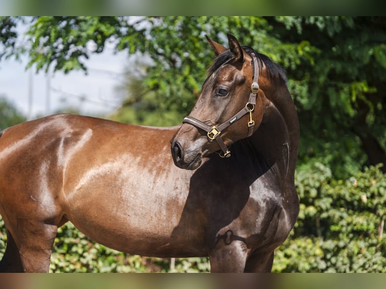 Hannover Giumenta 3 Anni 170 cm Baio scuro in Stahnsdorf