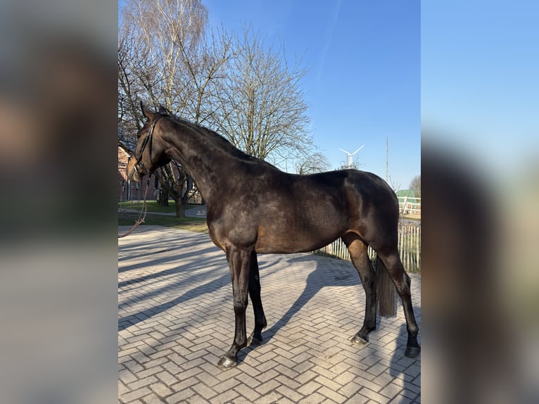 Hannover Giumenta 3 Anni 170 cm Baio scuro in Wagenfeld