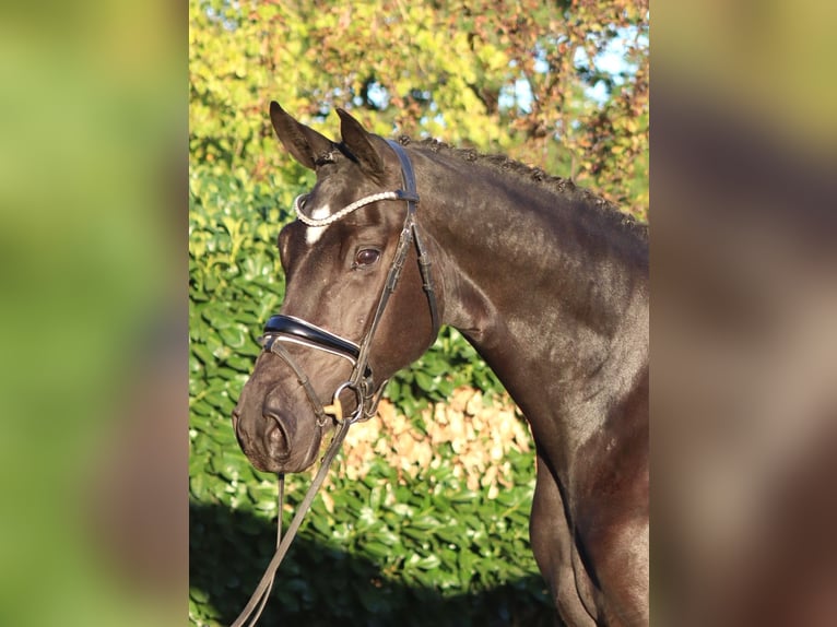 Hannover Giumenta 3 Anni 170 cm Morello in Selsingen