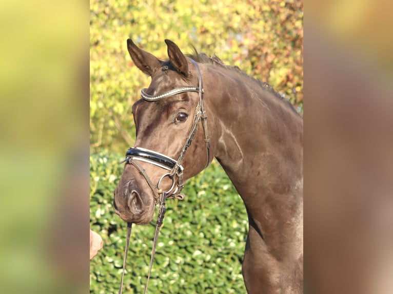 Hannover Giumenta 3 Anni 170 cm Morello in Selsingen