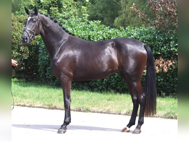 Hannover Giumenta 3 Anni 170 cm Morello in Selsingen