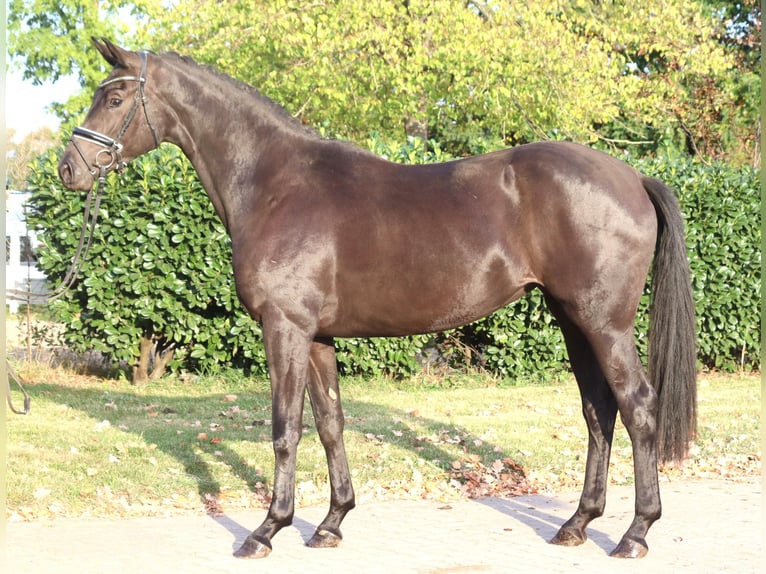 Hannover Giumenta 3 Anni 170 cm Morello in Selsingen