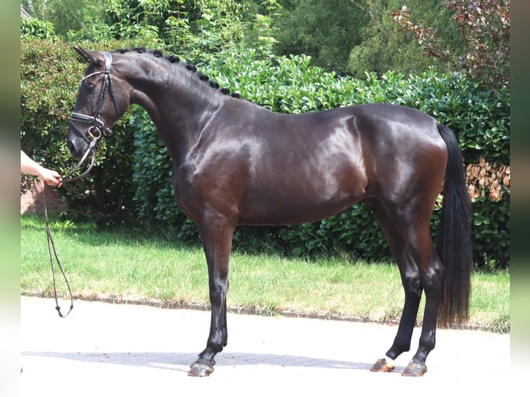 Hannover Giumenta 3 Anni 170 cm Morello in Selsingen